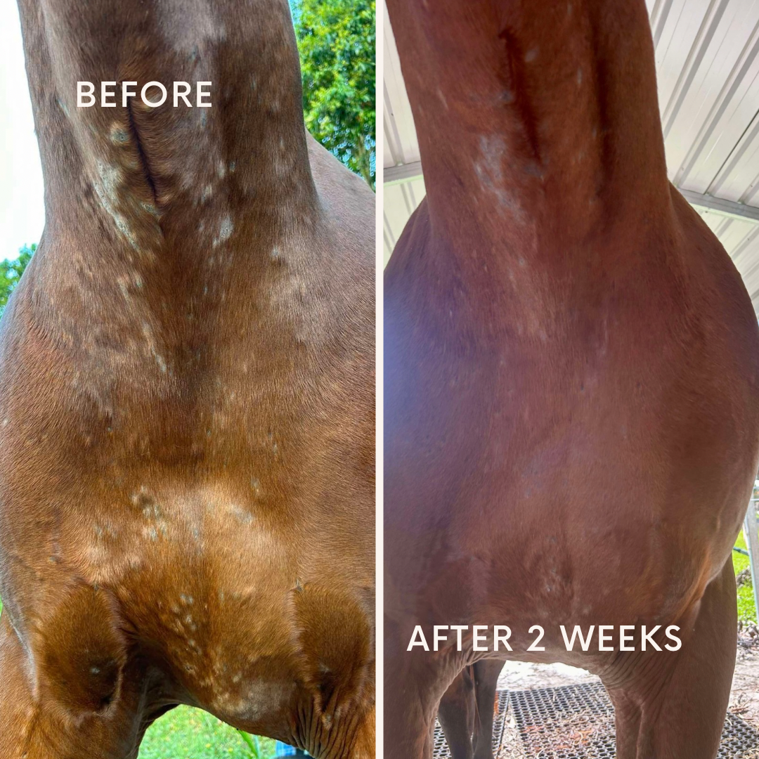 Itchy Ben Starter Pack