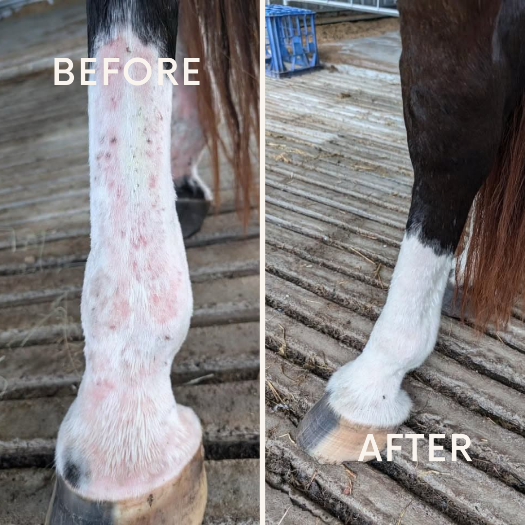 Itchy Ben Soap Bar Bundle (4 x 150g)