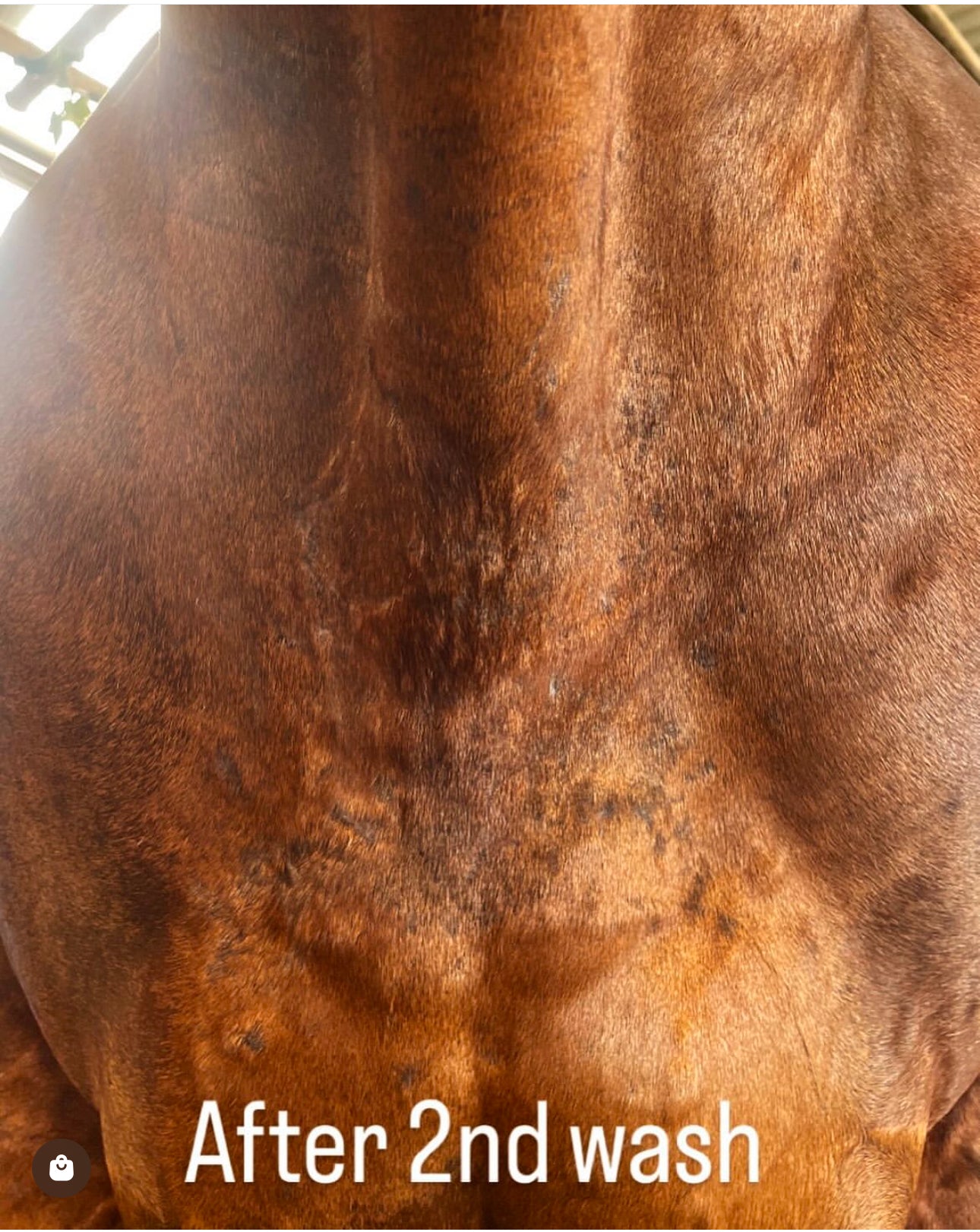 Itchy Ben Treatment Pack