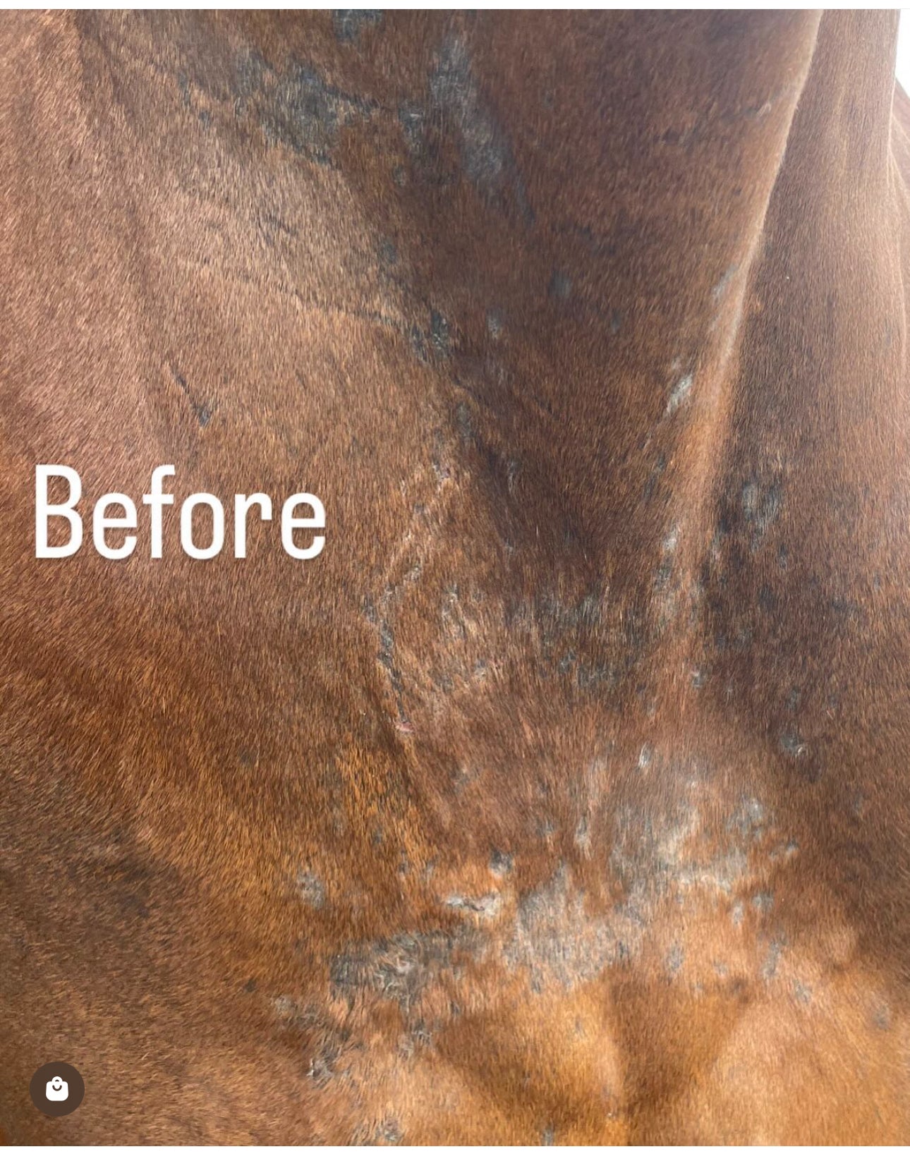 Itchy Ben Treatment Pack