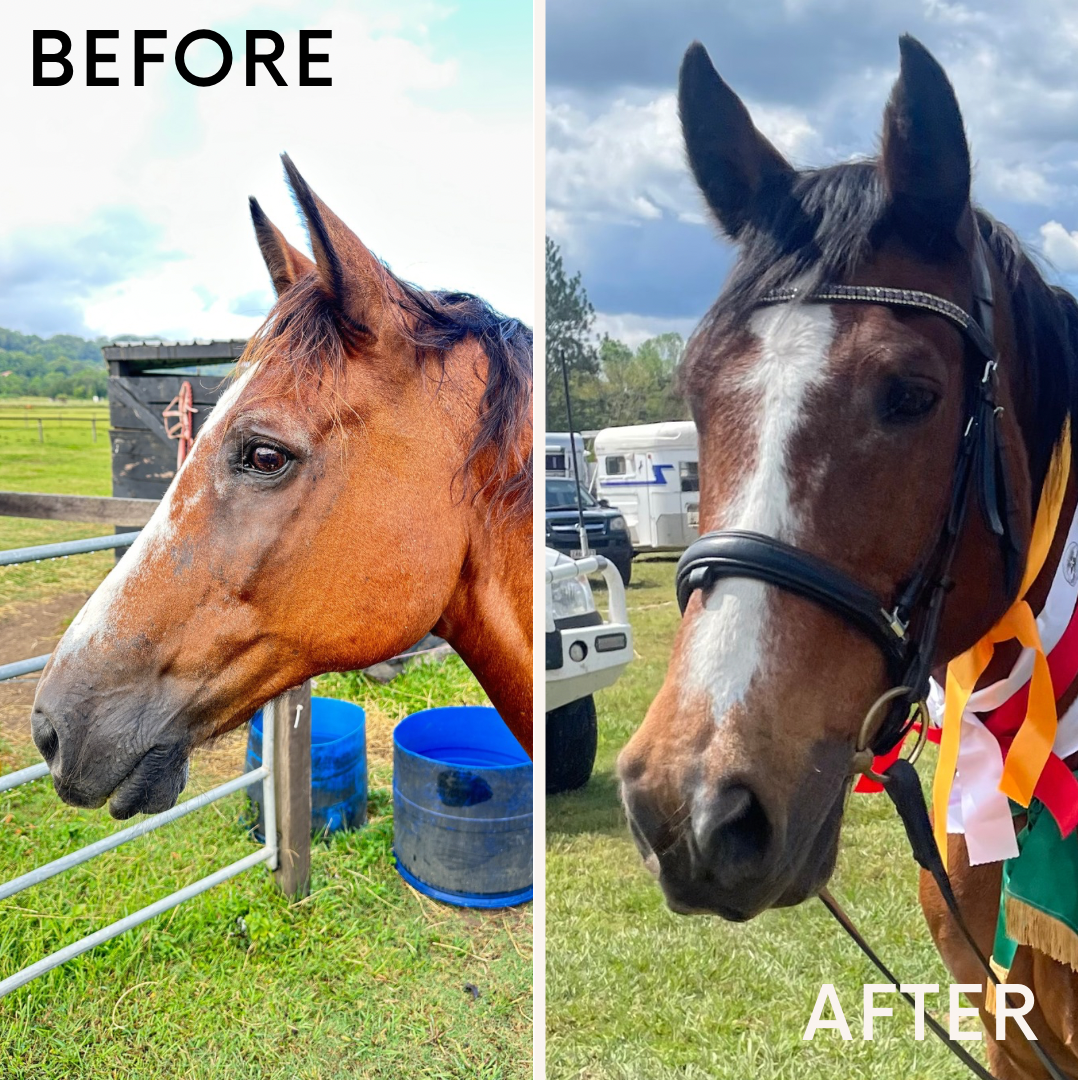 Itchy Ben Paddock Spray - 300ml