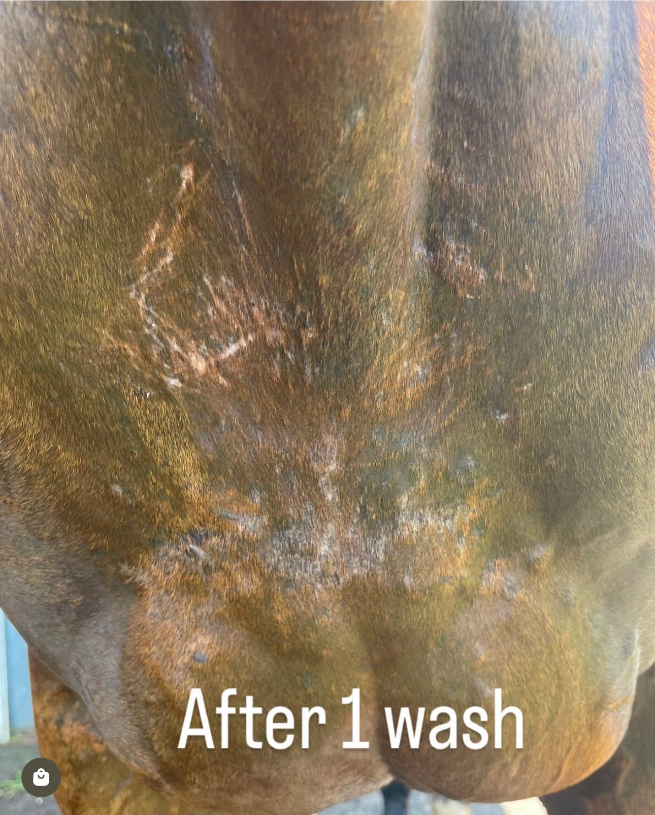 Itchy Ben Treatment Pack