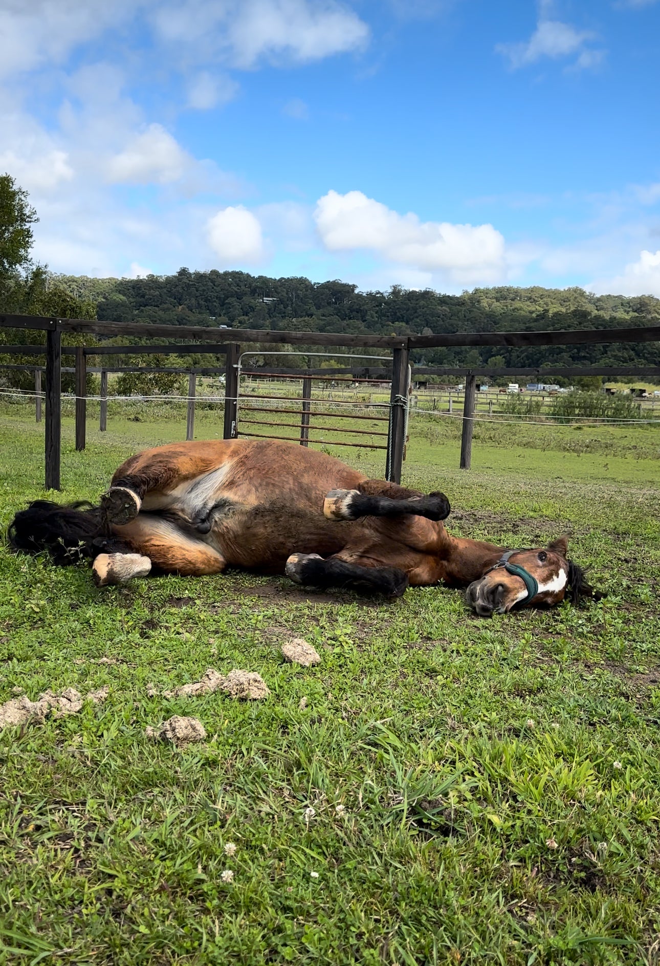 Itchy Ben Bonus Pack