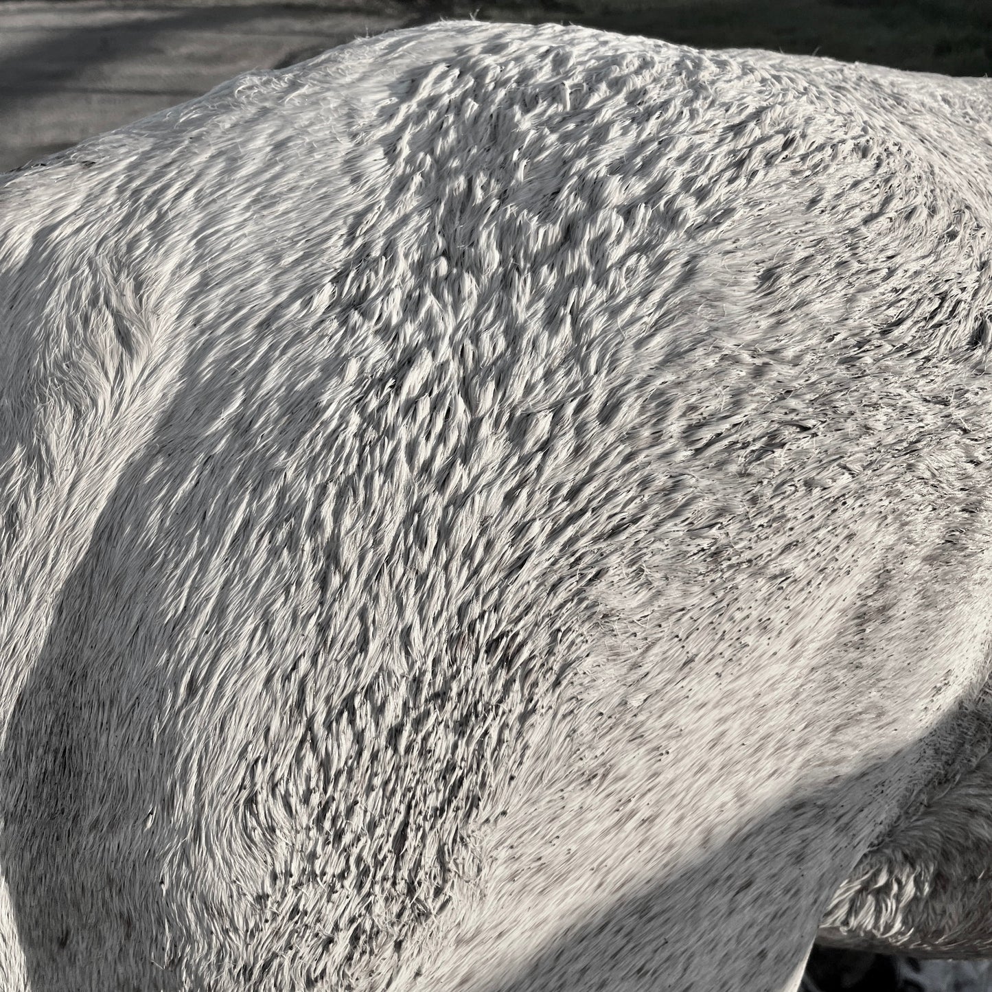 Itchy Ben Soap Bar Bundle (4 x 150g)